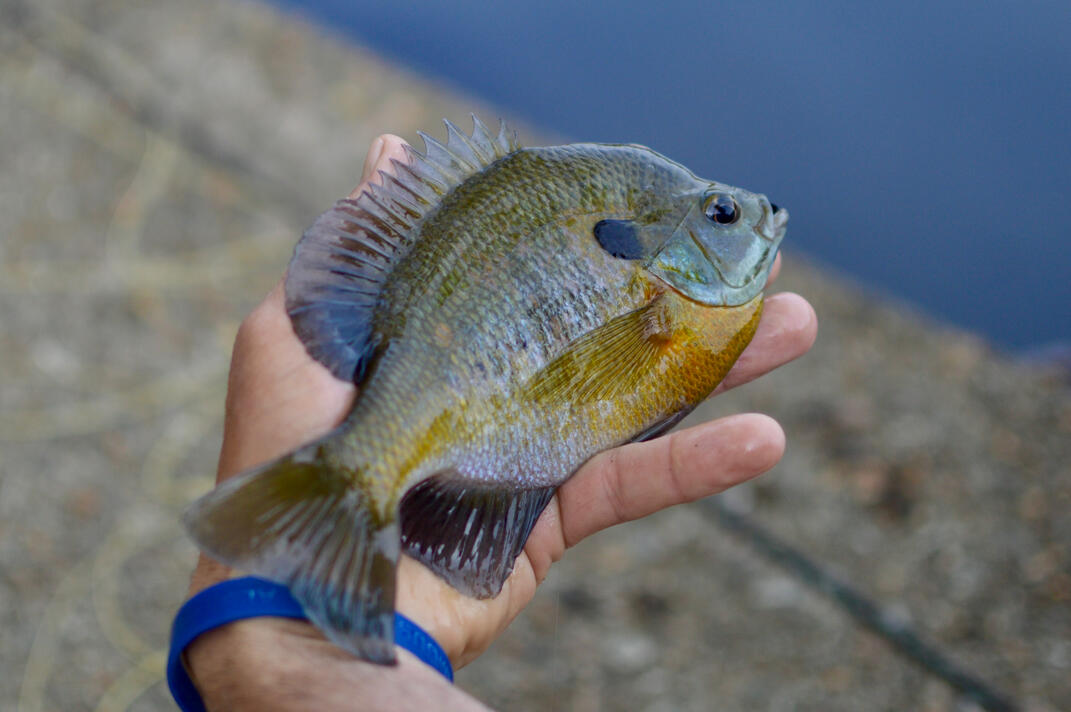 Blue Gill Blue Gill