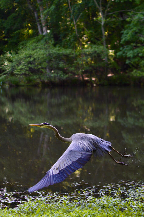 Blue Heron Blue Heron