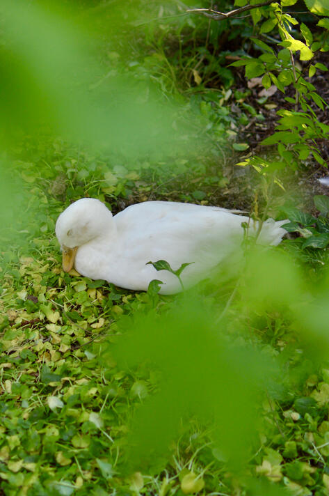 The Bog Garden The Bog Garden